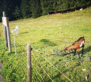Wandern Hirschegg