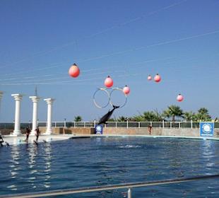 Delpin - Show im Sealanya