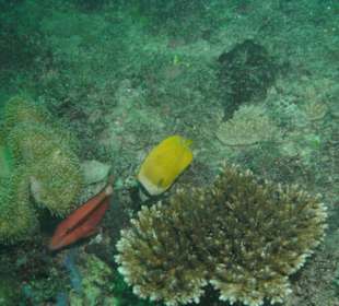 Fische