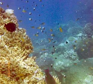 Die Schönheit der Unterwasserwelt