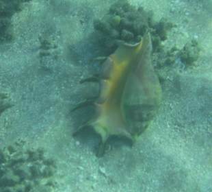 Подводный мир возле отеля