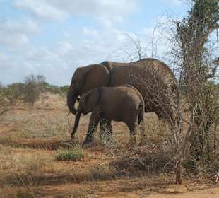 Safari im Tsavo NP