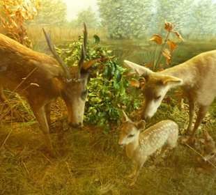 Landpartie Springer Schloss