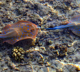 Blaupunktrochen vom Steg aus fotografiert