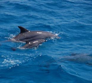 Delfine vor Giftun