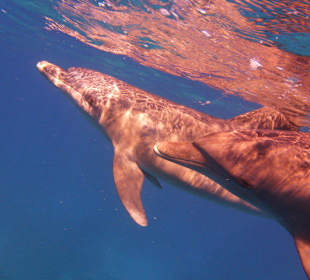 Unbeschreibliche Erlebnisse in Hurghada.