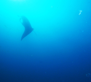 Manta