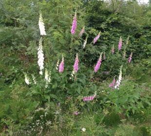 Wasserwanderweg „Buntenbocker Teiche“