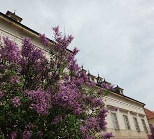 Der Flieder blühte gerade