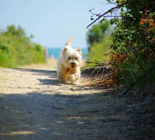 Naturschutzgebiet dei Pini