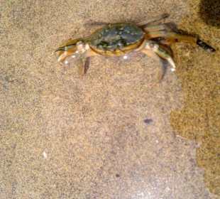 Strand Bibione 06_2011