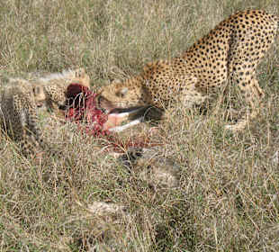 Cheeters in Maasa mara park