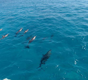 Dolphines in the red sea- with MM Tours