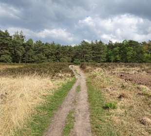Wanderweg durch die Heide an der Talsperre