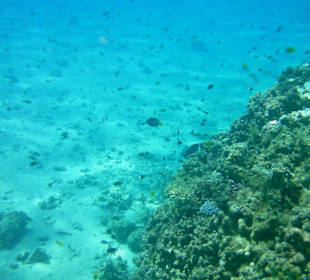 Schnorchelausflug im Roten Meer