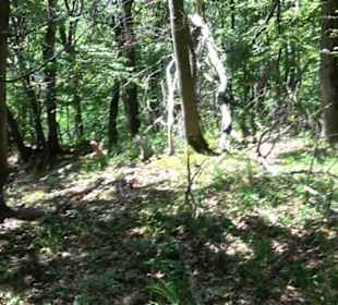 Premiumwanderweg "hochgelegen"