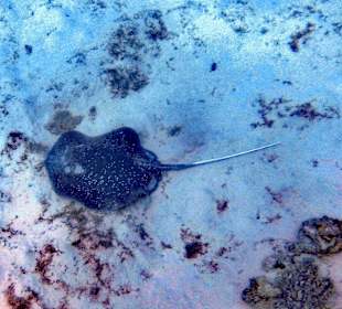 Schnorcheln Marsa Alam