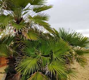 Palmen direkt am Strand Zenith