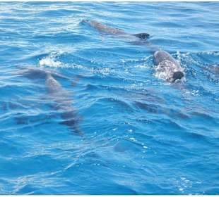 Individuelle Ausflüge in Hurghada Morgenland