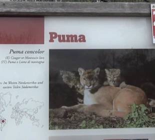 Südamerika Bereich - Puma