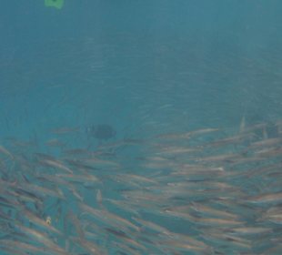 Schnorcheln am Hausriff