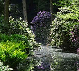 Hauptblüte im Rhododendronpark Bremen