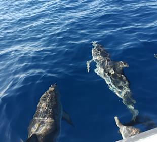 Delfintour Morro Jable