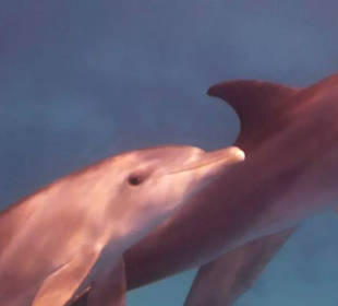 Sie kommen zum Greifen nah, aber Anfassen verboten