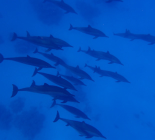 Schnorcheln Abu Dabbab