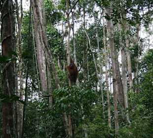 Orang-Utans in freier Wildbahn