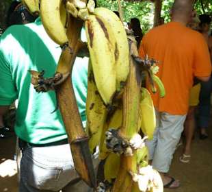 Frische Bananen!