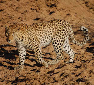 Leopard auf der Leopardtour