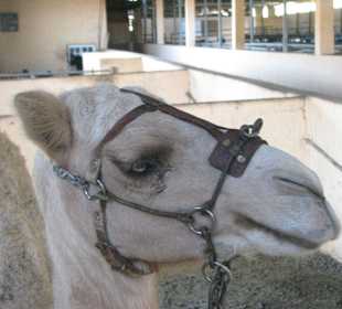 Albinokamel auf der Ziegenfarm