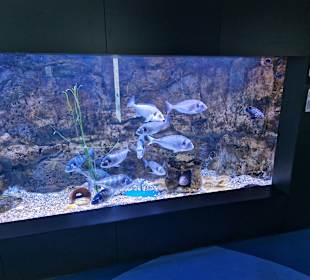 Aquarium