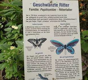 Erklärung zum "Geschwänzten Ritter"