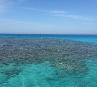 Dolphin Tour - Mannai Tours