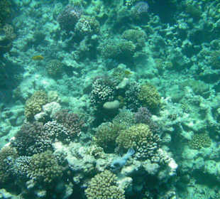 Hausriff des Makadi Palace