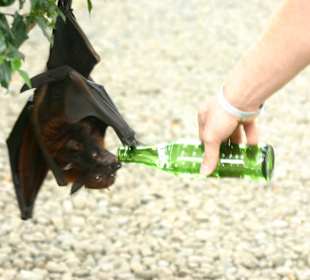 Flughunde mögen es auch süß