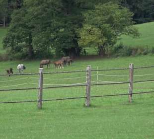 Haupt- und Landgestüt Marbach
