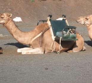 Kamelritt im Timanfaya Nationalpark