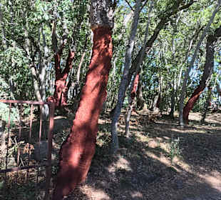 Inselrundfahrt Sardinien