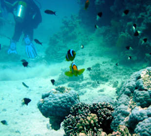Tauchen im Roten Meer mit JDC