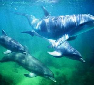 Dolphin House, Hurghada