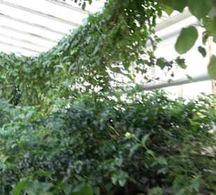 Gewächshäuser Botanischer Garten