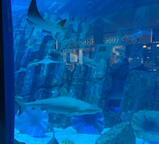 Aquarium Dubai Mall