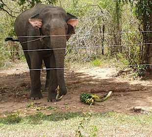 Nationalpark Udawalawe