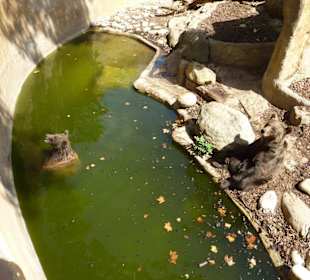 Braunbären beim Spielen