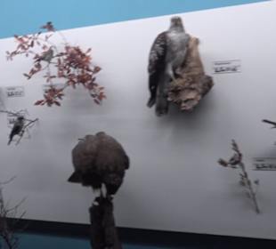 Museum für Naturkunde