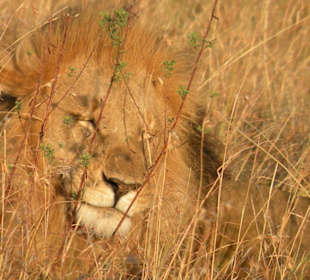 Uśmiechnięty kotek