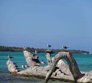 Saona - Pelikanstation